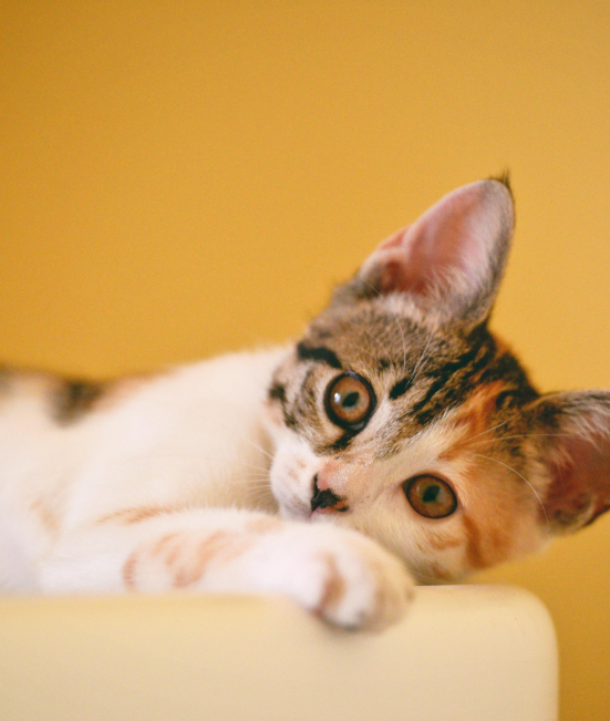For Cats