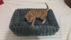 Orthopedic Dog Bed